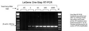 LeGene One-Step RT-PCR 