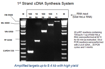 LeGene 1st Strand cDNA Synthesis System 