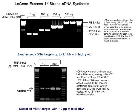 LeGene Express 1st Strand cDNA Synthesis System 