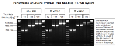 LeGene Premium Plus One-Step RT-PCR System