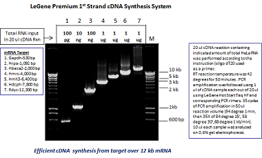 LeGene Premium 1st Strand cDNA Synthesis System