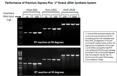 LeGene Premium Express Plus 1st Strand cDNA Synthesis System