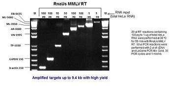 Glycerol-free RnaUs MMLV Reverse Transcriptase