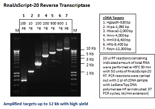 RnaUsScript-20 Reverse Transcriptase
