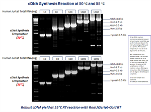 Glycerol-free RnaUsScript-Gold Reverse Transcriptase