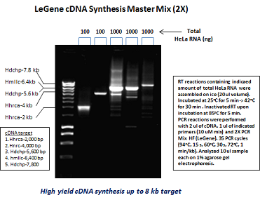 LeGene cDNA Synthesis Master Mix (2X) 